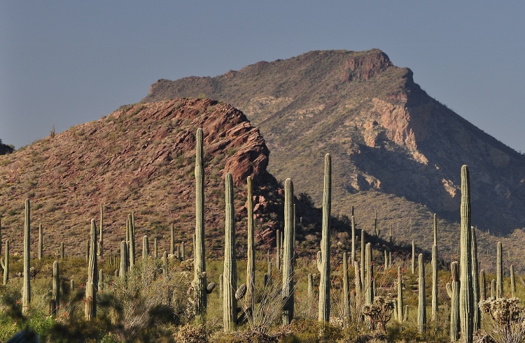 the desert terrain